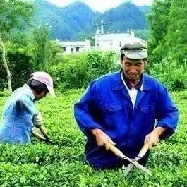 Industry Guidance: Six Management Measures to Boost Spring Tea Efficiency
