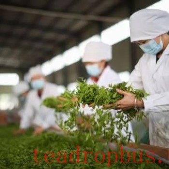 Brands Many but Not Resonant: The Fragrance of Tea Struggles to Leave the "Remote Lane" — An Observation of the Guizhou Tea Industry Development