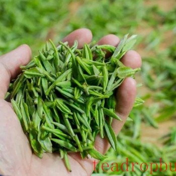 Storing Tea: Refrigeration or Freezing