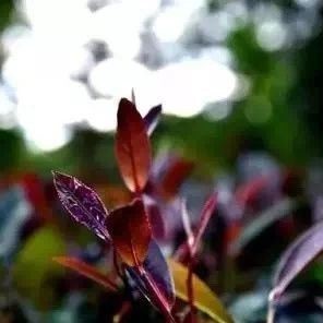 What are the differences between Purple Bud Tea and Purple Juanshan Tea?