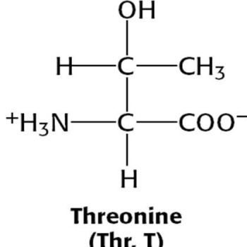 Why Some Teas Taste Good and Others Taste Bad, It's All Because of "Amino Acids" Playing Tricks!