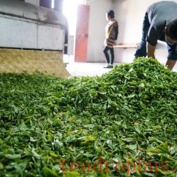 What Does Tea Withering Mean?
