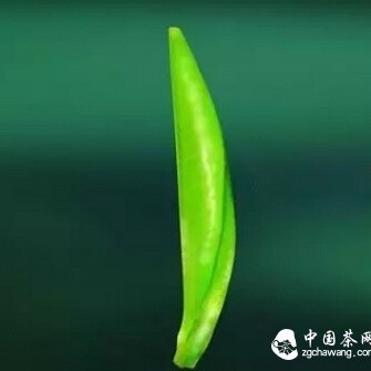 100 Questions on Tea Knowledge Encyclopedia? A Must-Read for Tea Enthusiasts