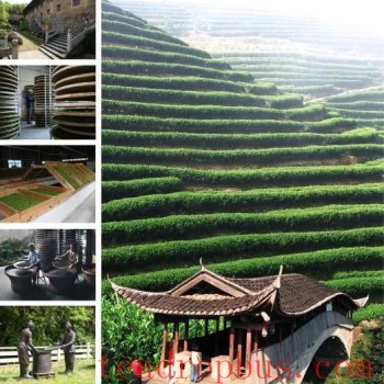 World-Class Intangible Cultural Heritage Project: The Tanyang Gongfu Tea Production Skills