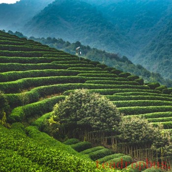 Longjing (Dragon Well) Green Tea