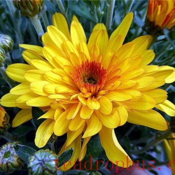 Can Patients with Hypertension Drink Chrysanthemum and Goji Berry Tea?