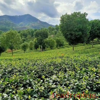 Processing Technology: Effects of Smoke Curing on the Quality of Yunnan Large-Leaf Black Tea