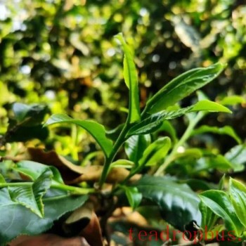 # Menghai County Pu-er Tea Tasting Culture ②