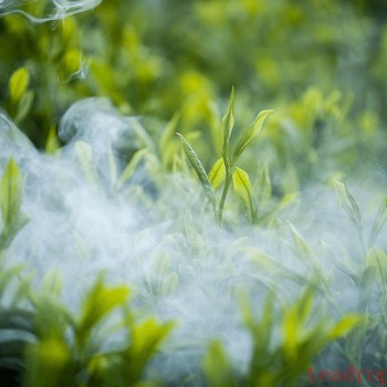 The Dual Pride of Green Teas: Which is Better, Biluochun or Longjing?