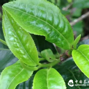 The Sensation of Sipping Pu-erh Tea Soup in the Mouth