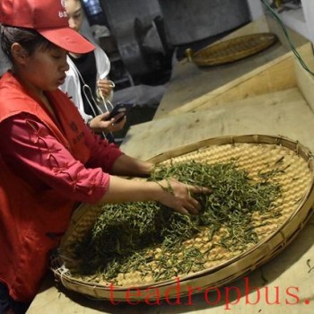 Five Factors Affecting the Quality of Tea Kneading