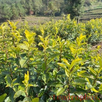 Hanzhong Promotes High-Quality Development of the Tea Industry Through the "Five New Approaches"