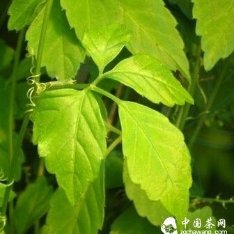 What Are the Benefits of Gynostemma Tea?