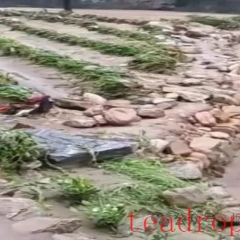 Tongcheng Kangzhiyuan Family Farm Science and Technology Volunteer Service Team: Emergency Science Popularization — Recovery Measures for Tea Garden Flood Damage