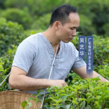 Heshan Agricultural Skills Lecture Hall — Winter Management of Wild-Released Tea Gardens