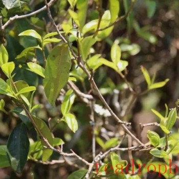 Lao Xu on Tea: In Hekai Manong Old Village, the ancient tea trees have just sprouted, yet ancient tree teas are already everywhere in the market!