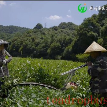 Hangzhou Tea Matters: Summer Pruning of Tea Shoot Tips
