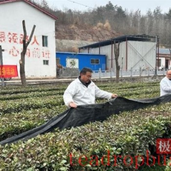 Agricultural Experts Offer Advice to Tea Growers to Ensure Spring Tea Sales Are Not Affected