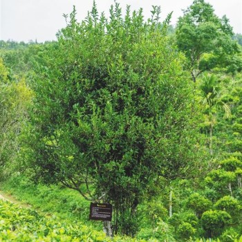 Insights into Hainan’s Tea History through the Search for Wild Ancient Tea Trees