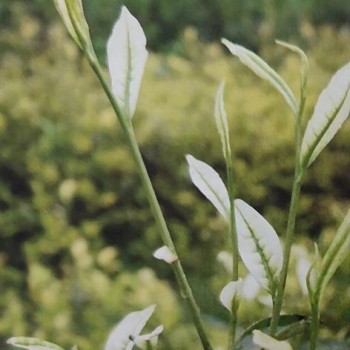 Albino Tea Quality Control —— Poor Quality Control