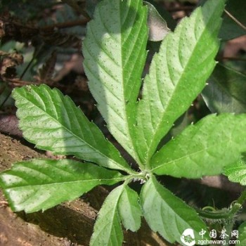 The Correct Way to Store Gynostemma Pentaphyllum