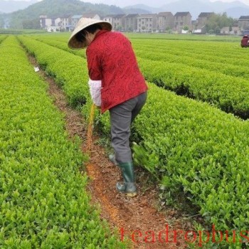 Scientific Fertilization Recommendations for Tea Trees in Autumn and Winter