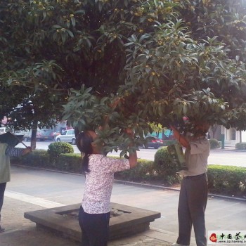 How Osmanthus Flowers Are Picked