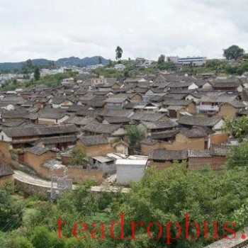 In Search of Ancient Tea Trees