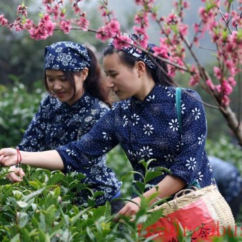 Huangshan Maofeng Tea