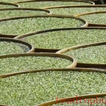 Wilt, the Soul of White Tea Processing