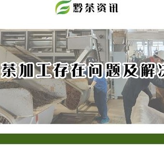 Issues in Guizhou Green Tea Processing and Key Technical Points for Solutions