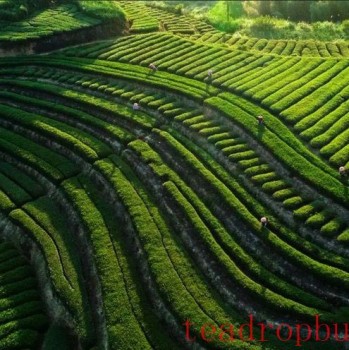 Study on Key Technologies for Roasting and Storage of Aged Tietguanyin Tea with Coniferous Aroma