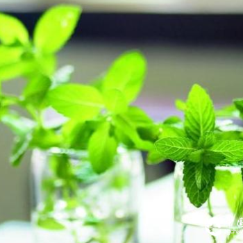 Start Drinking "Three-Leaf Tea" from the Summer Solstice