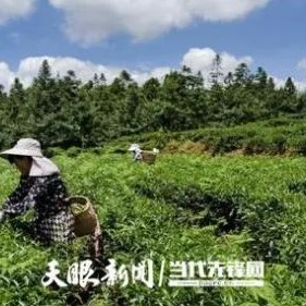 Building an Ecological Tea Garden: Wudang District Accelerates Reform of the Grassroots Agricultural Technology Extension System