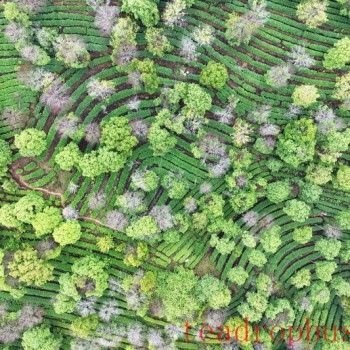 Mojiang: Tea Gardens Verdant After the Rain