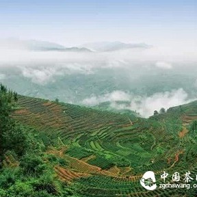Qingyun Autumn Fragrance Tieguanyin
