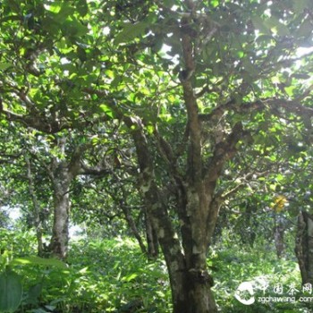 Summary of 8 Forms of Pure Material Ancient Tree Pu-erh Tea