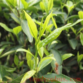 Qibei Tea