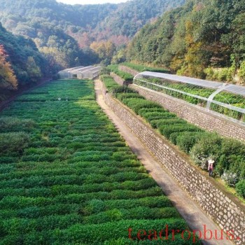 What is the &amp;#8216;Longjing 43- that tea enthusiasts talk about? Why isn-t it 42 or 44?