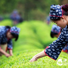 Summer is here, to lose excess fat, choose tea first!