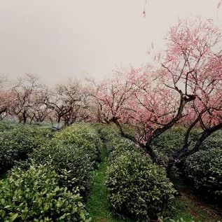 National Intangible Cultural Heritage Representative Project: Green Tea Production Skills (Yuhua Tea Production Skills)