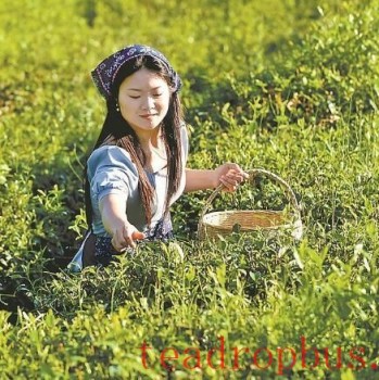 Tourists Experience Tea Picking at the Jinse Black Tea Base in Zhouwan Village, Xiaoyan Town, Nanzhang County