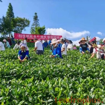 Puan County: Skills Training Delivered to Villages Boosts Tea Industry for Higher Income