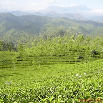 Yunnan Black Tea: The Soul of Craftsmanship and the Rhythm of Aroma