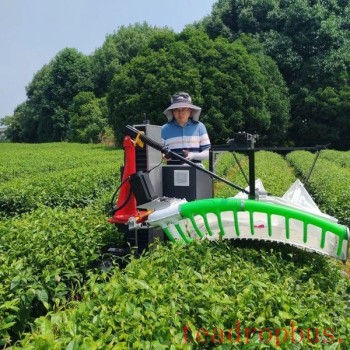 Picking Tea Without Entering the Tea Garden: Who Uses This Kind of Machine?
