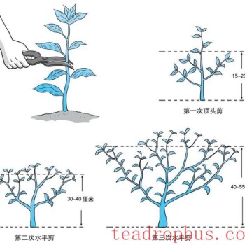 Q&A on Scientific Tea Planting: How to Prune Tea Plants?