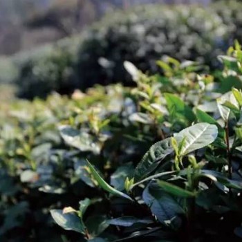 First Flush Tea vs. Early Spring Tea