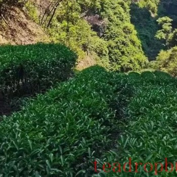 Why is the genuine cassia aroma of Cinnamon (Rougui) becoming increasingly rare?