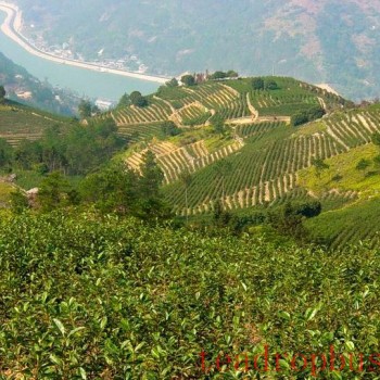 Wenzhou Morning Tea — Ruian Qingming Morning Tea
