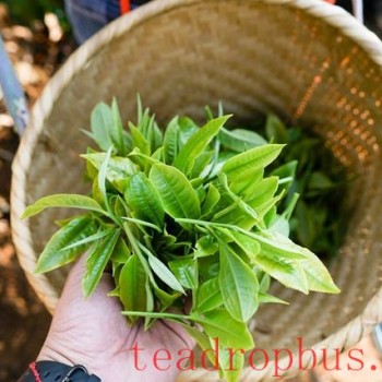 Puer Raw Tea Production Process